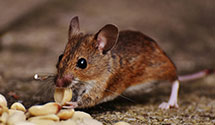 24 Hour & Emergency Exterminators in Levan, IL